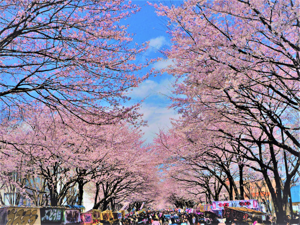樱花节图片下载