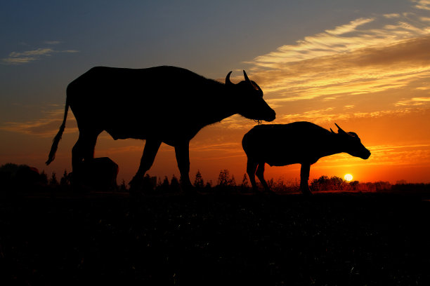 夕阳中的奶牛图片下载