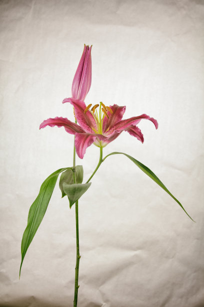 占星百合和小插图图片下载