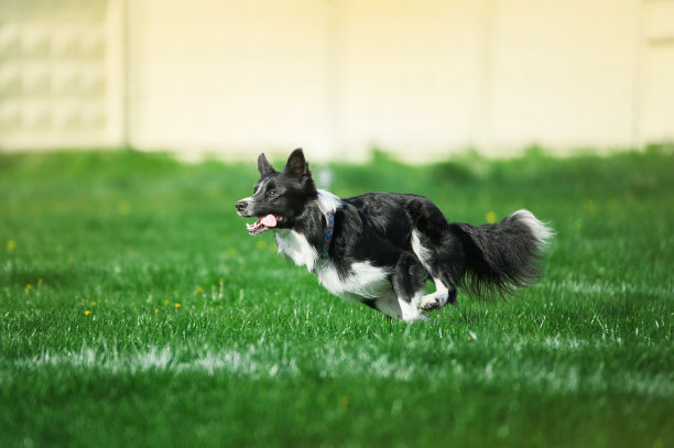 狗在绿色的草地上跑得很快图片下载