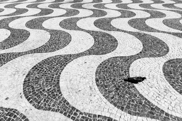 鸽子波图片下载