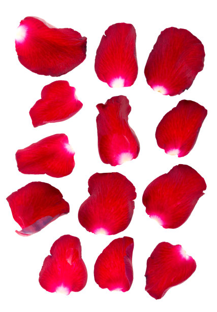 玫瑰花瓣图片下载