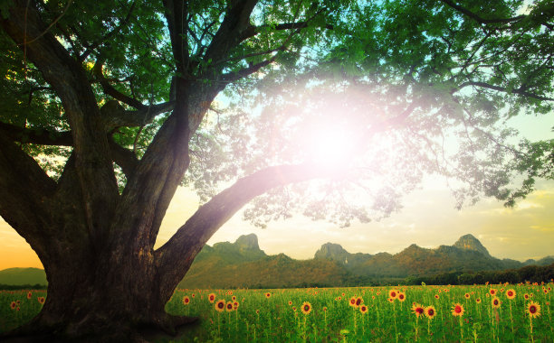 雨树和阳光照耀着天空图片下载