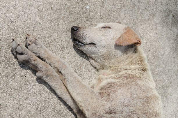 无家可归的流浪狗。图片下载