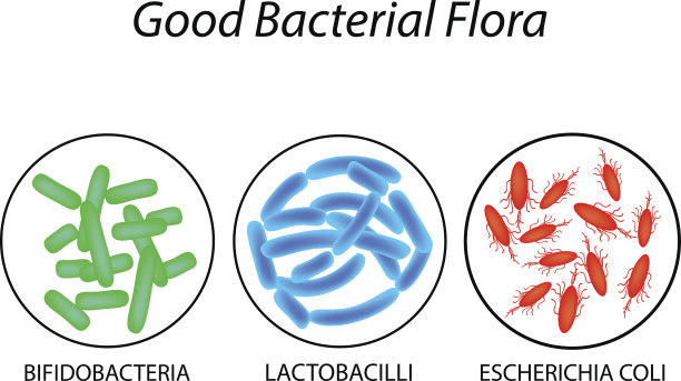 良好的菌群。乳酸菌，双歧杆菌，大肠杆菌。信息图。矢量插图。素材图片