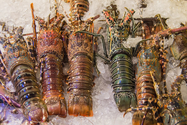 新鲜龙虾海鲜排列展示图片下载