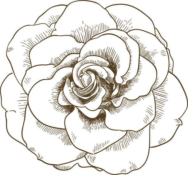 玫瑰花雕刻插图素材图片