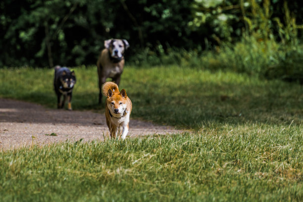 公园里的三只狗看起来很生气图片下载