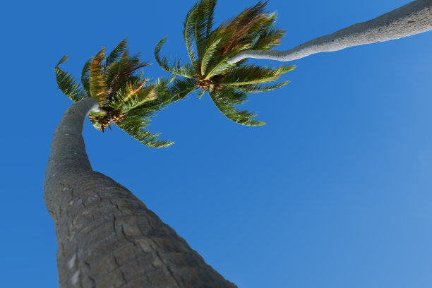 蔚蓝的阳光下，两棵美丽的棕榈树图片下载