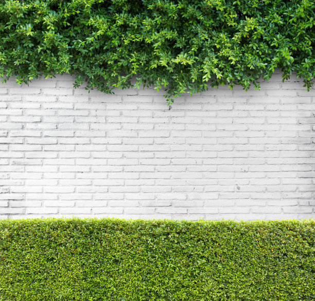 白色的砖墙和绿色的叶子图片下载