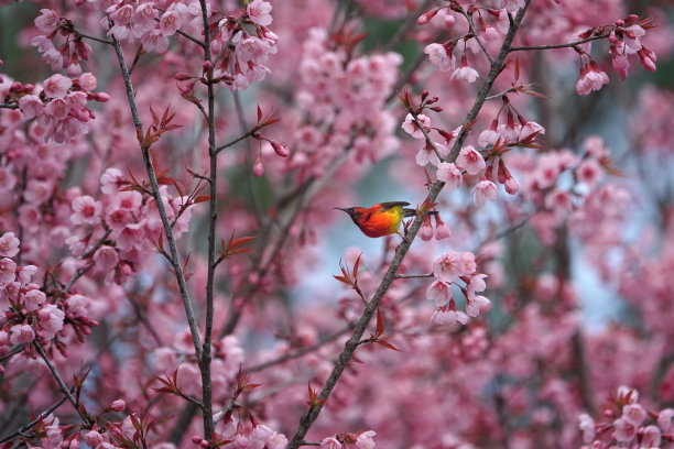 樱花和太阳鸟图片下载