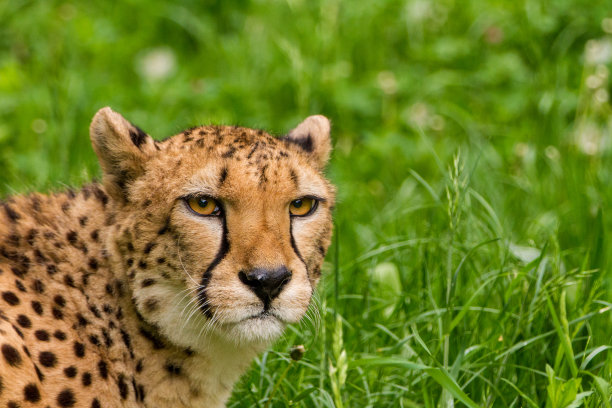 猎豹的肖像素材图片