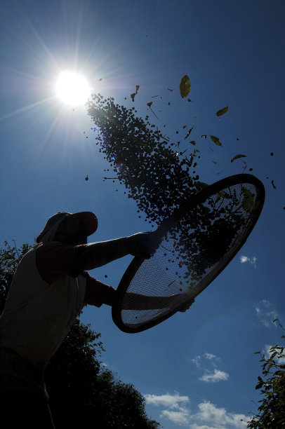 摘咖啡的农工图片下载