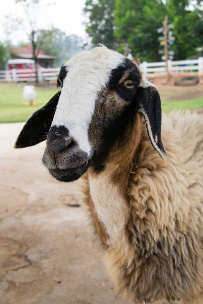 农场肖像中的山羊图片下载