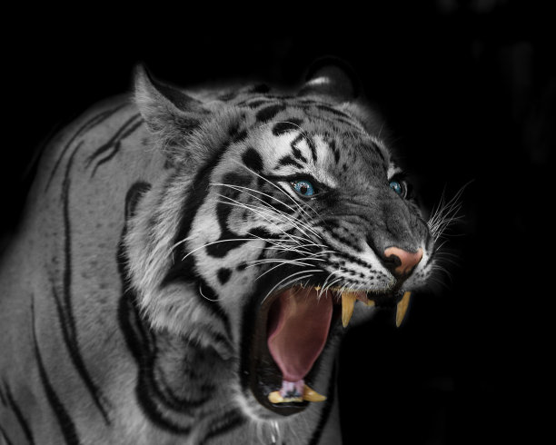 苏门答腊虎咆哮图片下载