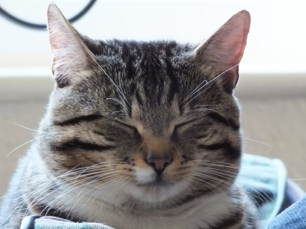 睡觉的猫图片下载