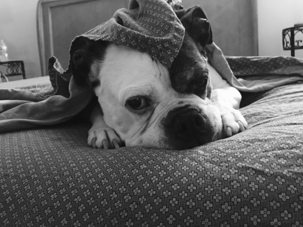 睡觉的狗图片下载