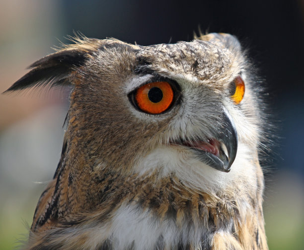 毛茸茸的羽毛，橙色的大眼睛图片下载