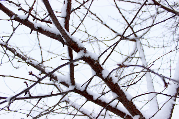 树有雪图片下载
