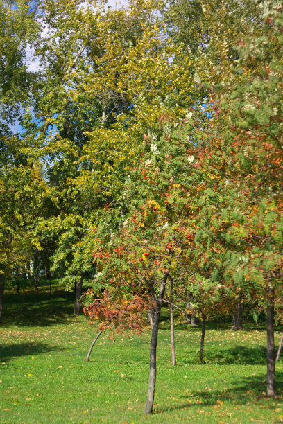 晴朗干燥的日子里的阿什贝利图片下载