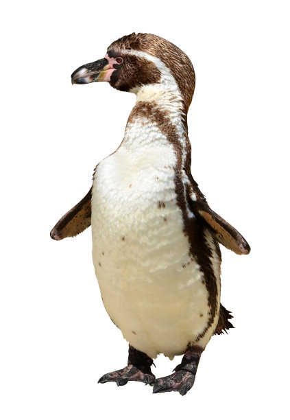 洪堡企鹅图片下载