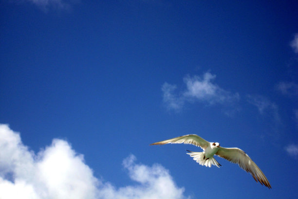 海鸥在蓝天上飞翔图片下载