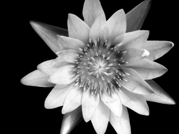 黑白莲图片下载