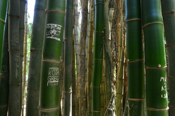 Koreshan国家公园的竹林图片下载