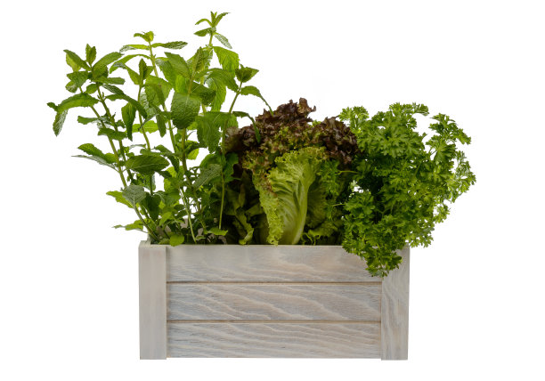 新鲜的盆栽莴苣，薄荷和欧芹放在木箱中隔离。图片下载