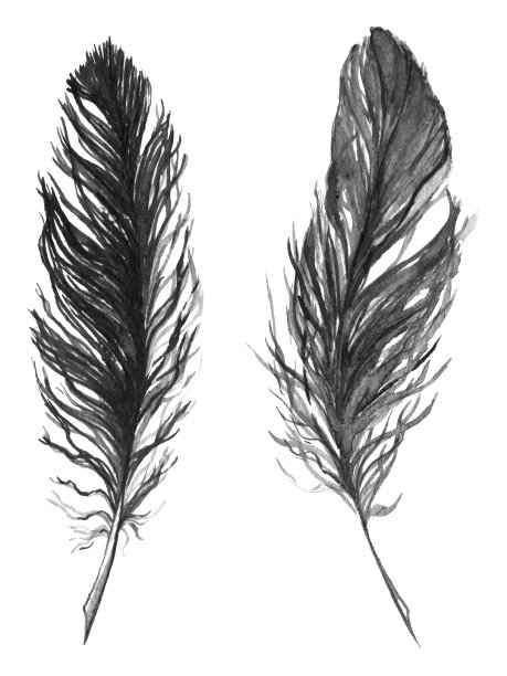 水彩黑白单色羽毛集孤立图片下载