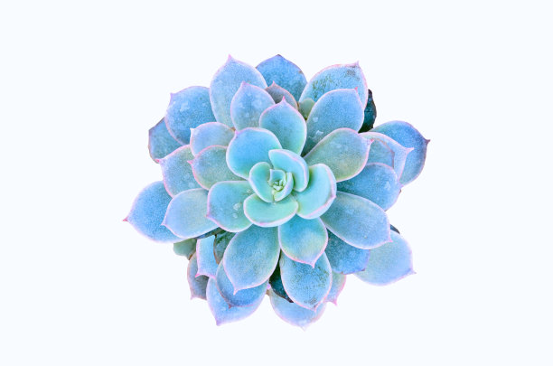 盆栽的仙人掌图片下载