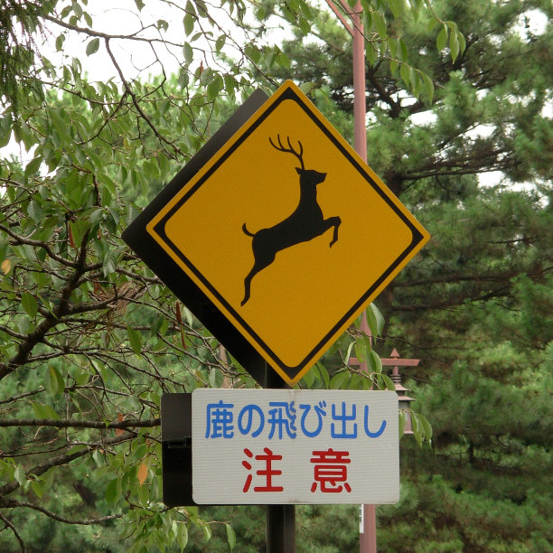 奈良,鹿图片下载