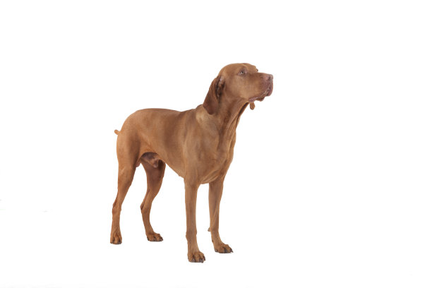 画室里的猎狗图片下载