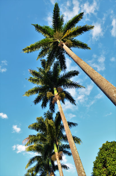 棕榈树图片下载