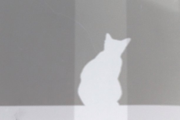 白色阴影猫图片下载