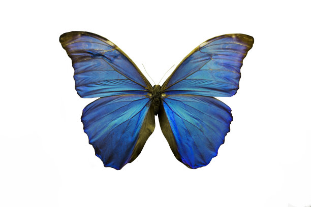 美丽的蓝色魔法蝴蝶孤立在白色的背景图片下载