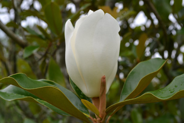 玉兰芽图片下载