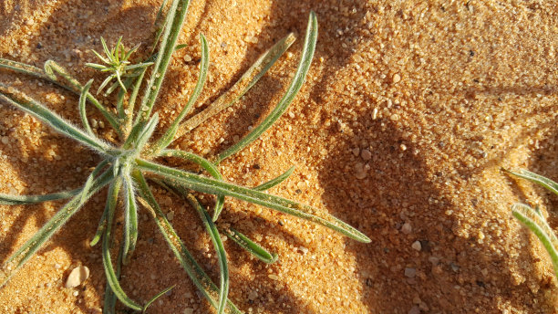 沙漠植物和沙子图片下载