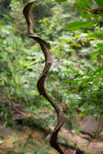婆罗洲雨林图片下载