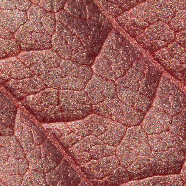 红色的叶子的纹理图片下载