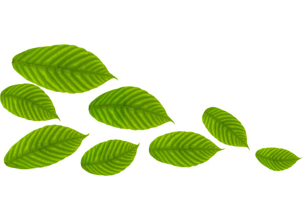 绿叶孤立在白色背景上。图片下载