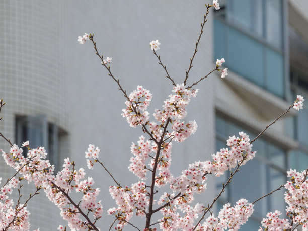 春花系列，美丽的樱花绽放。图片下载