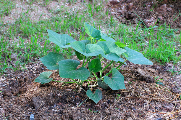 南瓜种子植物图片下载