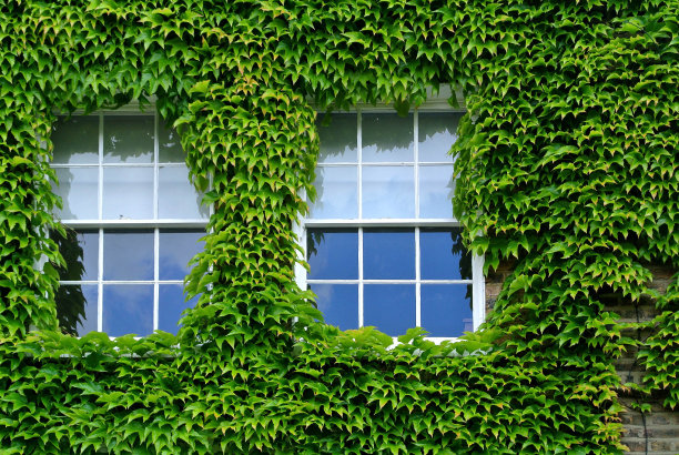 艾薇外观图片下载