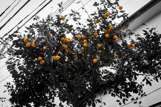 黑色和白色的橘子树图片下载