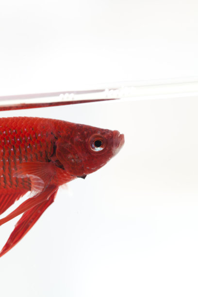 是水里的大鱼图片下载