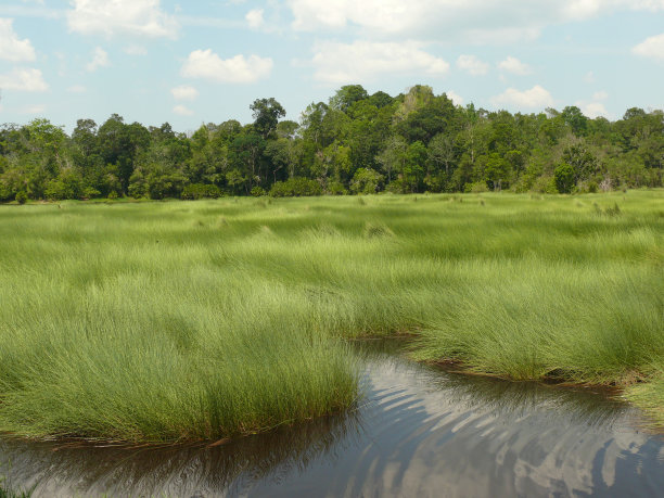 银色和绿色的沼泽与森林的背景图片下载