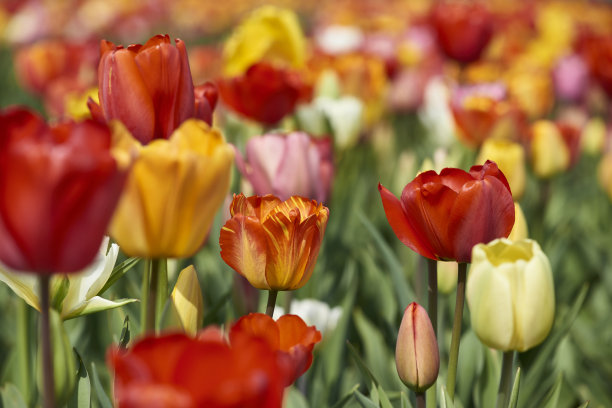 郁金香图片下载