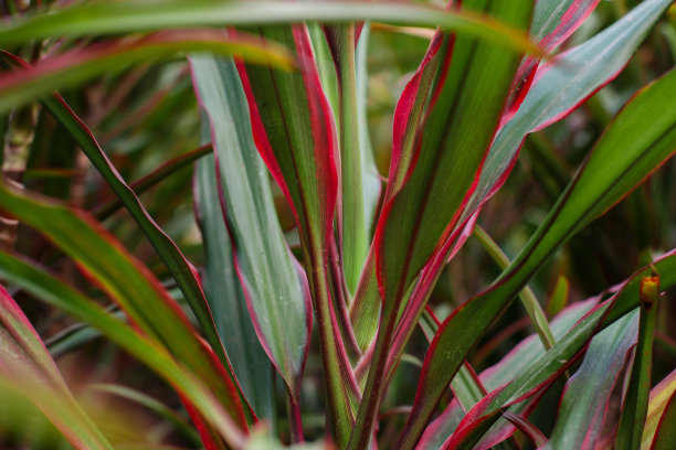 科迪琳叶图片下载
