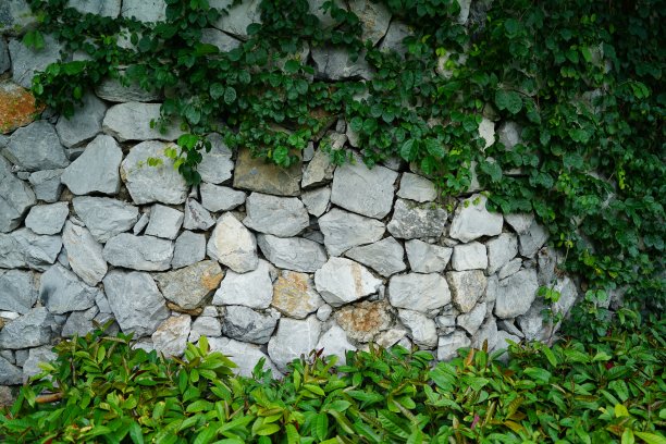 岩石墙白色绿色的叶子图片下载